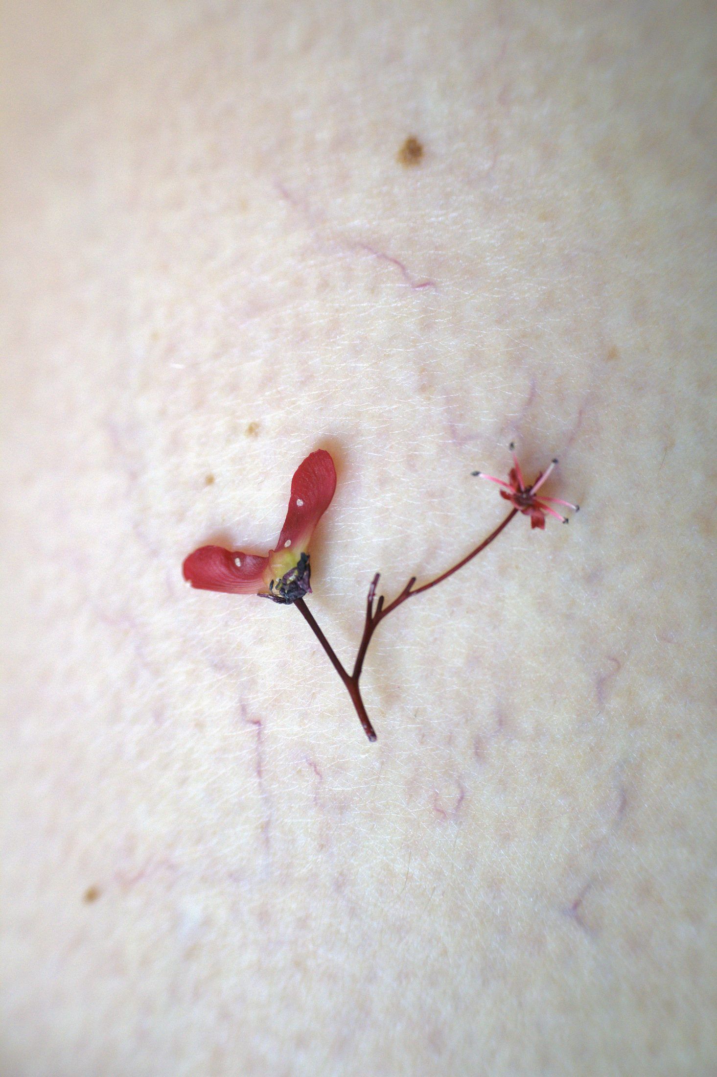 Un piccolo fiore rosso appoggiato sulla pelle chiara, segnata da capillari.