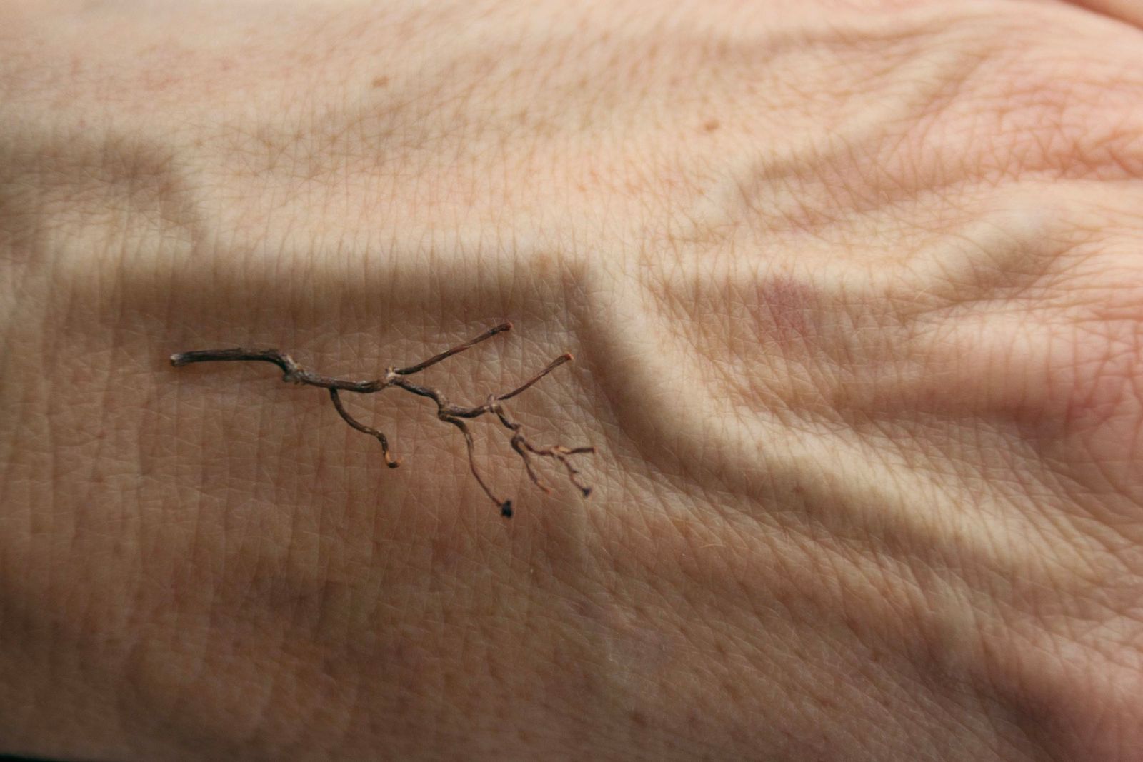Un rametto secco sul dorso di una mano, tra vene e rughe.