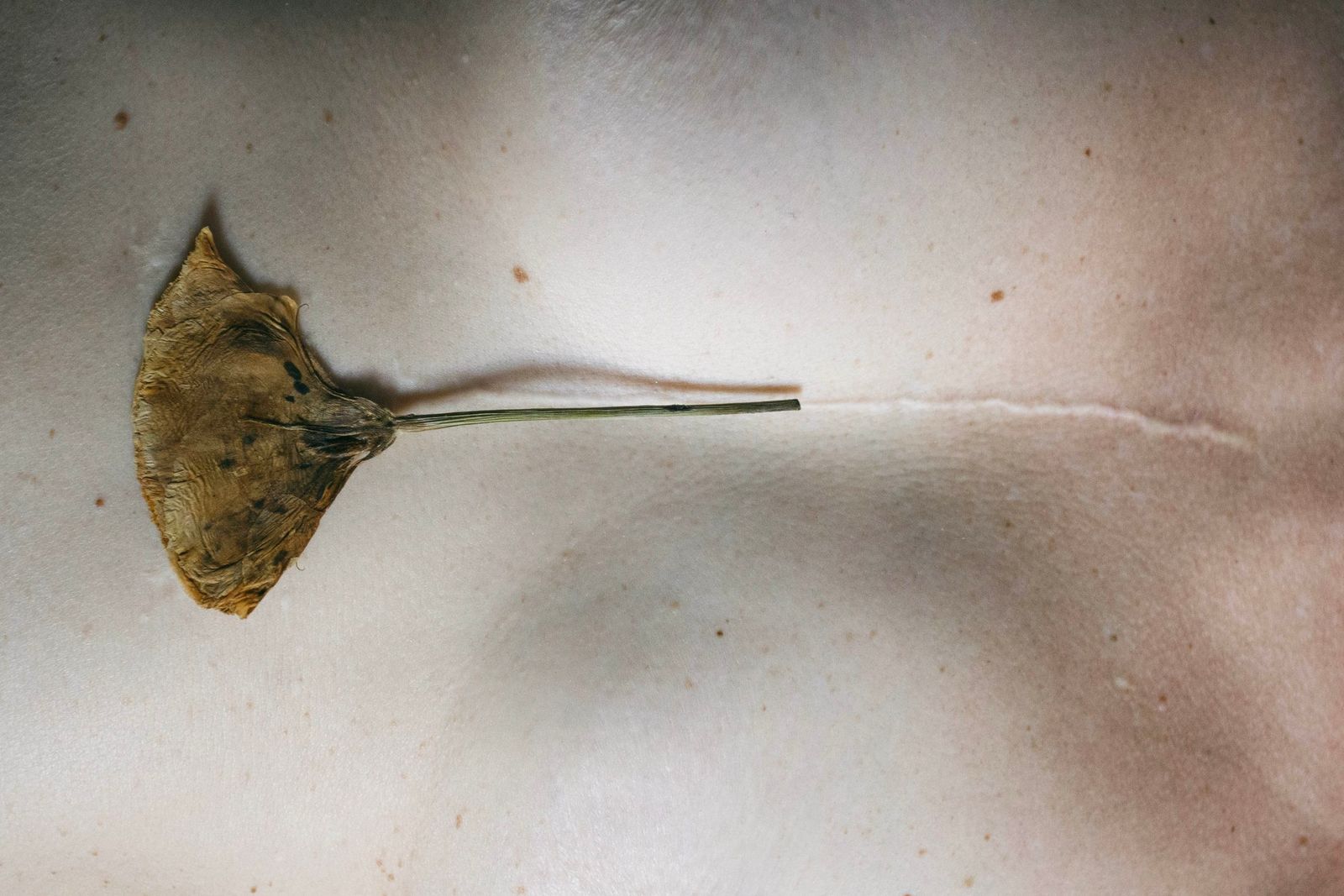 Un fiore secco a ventaglio appoggiato sulla pelle, allineato a una lunga cicatrice.